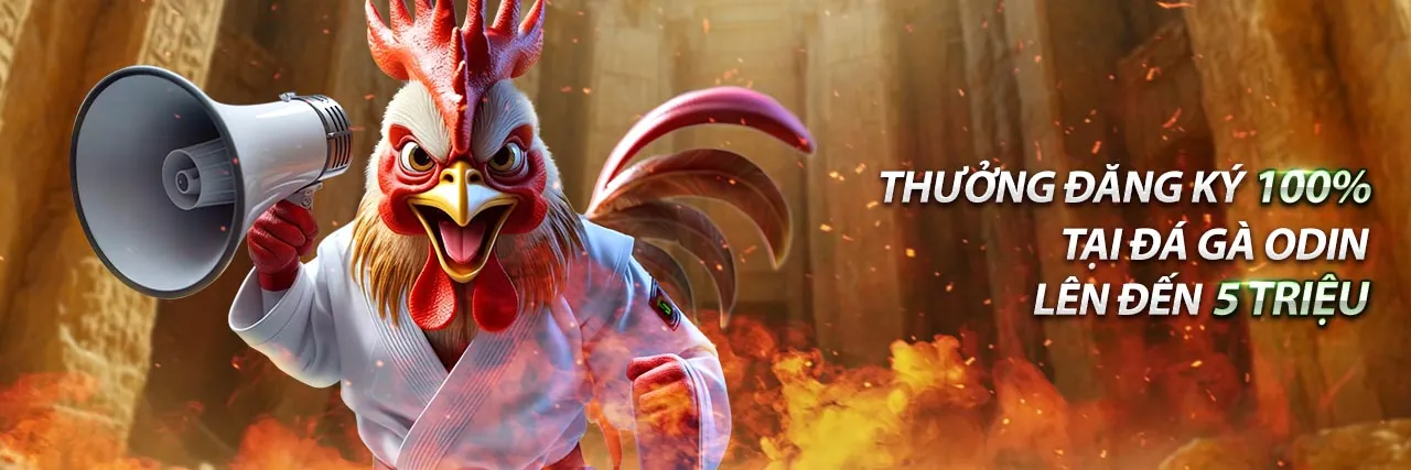 Gà chọi đang thi đấu trên trường gà Campuchia, minh họa cho cá cược đá gà trực tuyến