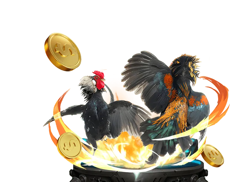 Hình ảnh một giống gà chọi Campuchia mạnh mẽ đang được huấn luyện, thể hiện sự chăm sóc và rèn luyện kỹ lưỡng